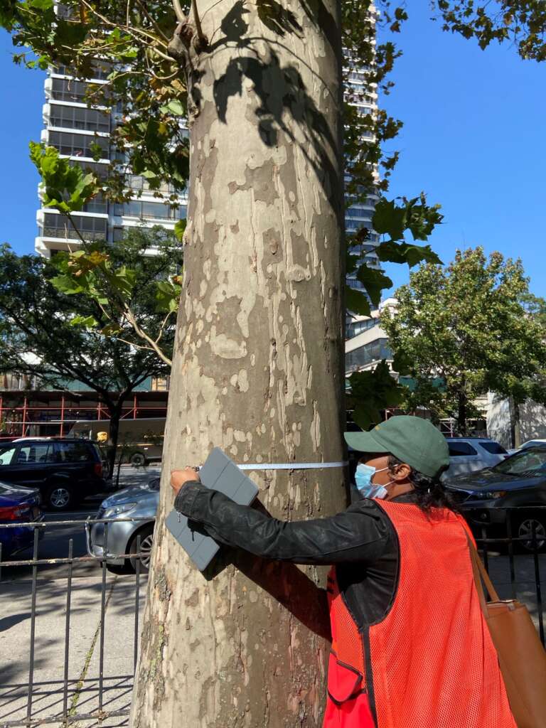 Sadiqua Minor: Tree Assessment Reflection